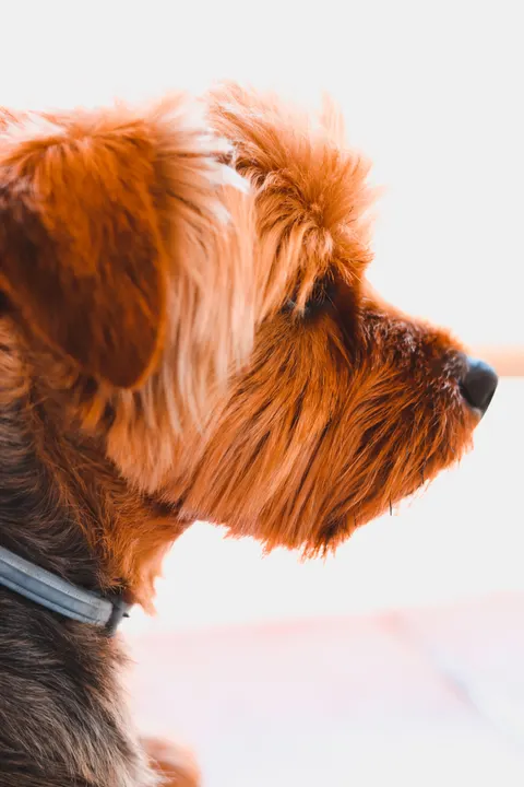 Puppy Phone Wallpaper · pets · 1440×2160