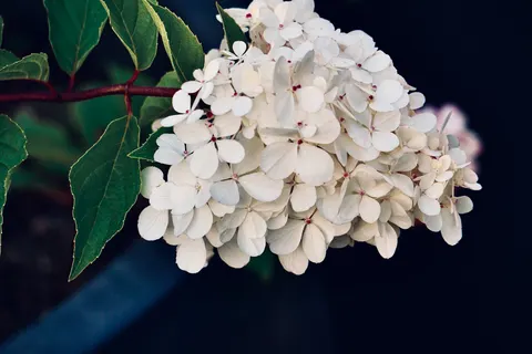 Papel de parede Hortênsia 4K · flowers · 3840×2560