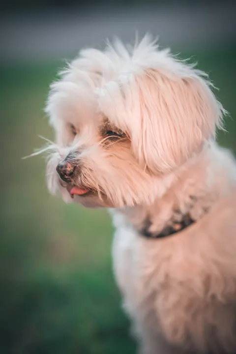Puppy Phone Wallpaper · pets · 1440×2160