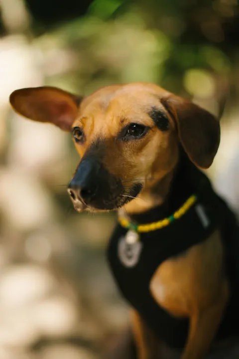 Puppy Phone Wallpaper · pets · 1440×2160
