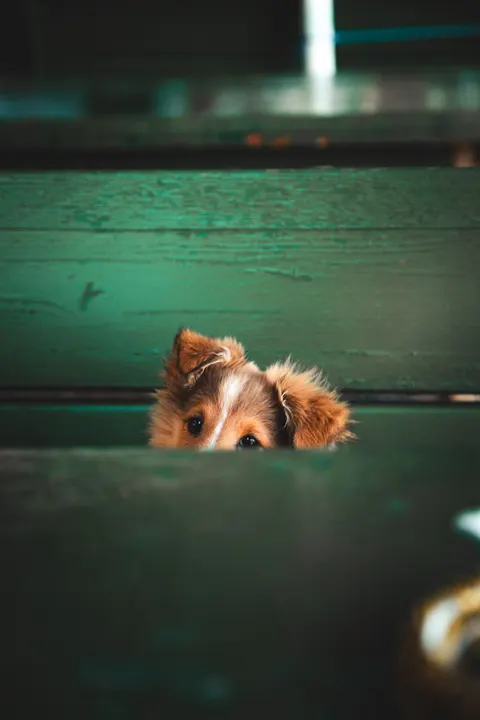 Puppy Phone Wallpaper · pets · 1440×2160