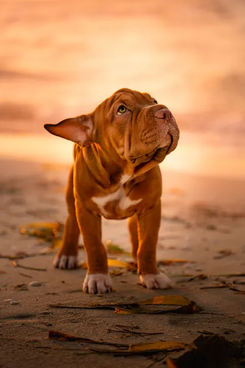 Puppy Telefoon Achtergrond · pets · 1440×2160
