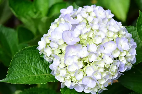 绣球花 4K壁纸 · flowers · 3840×2563