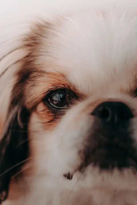 Puppy Phone Wallpaper · pets · 1440×2160