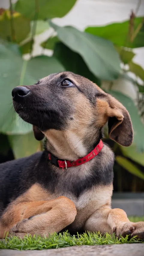 Puppy Phone Wallpaper · pets · 1440×2560