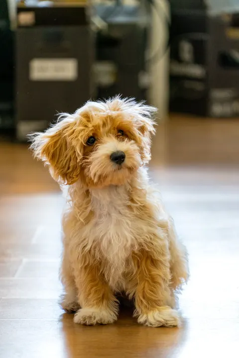 Puppy Phone Wallpaper · pets · 1440×2160