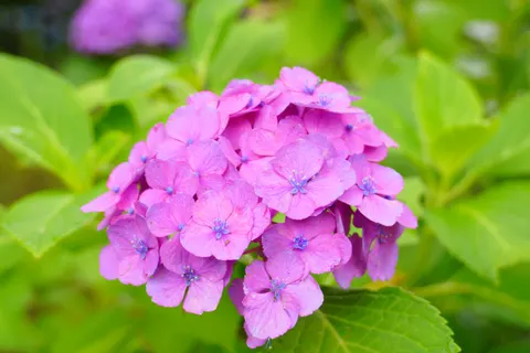 Обои Гортензия 4K · flowers · 3840×2560