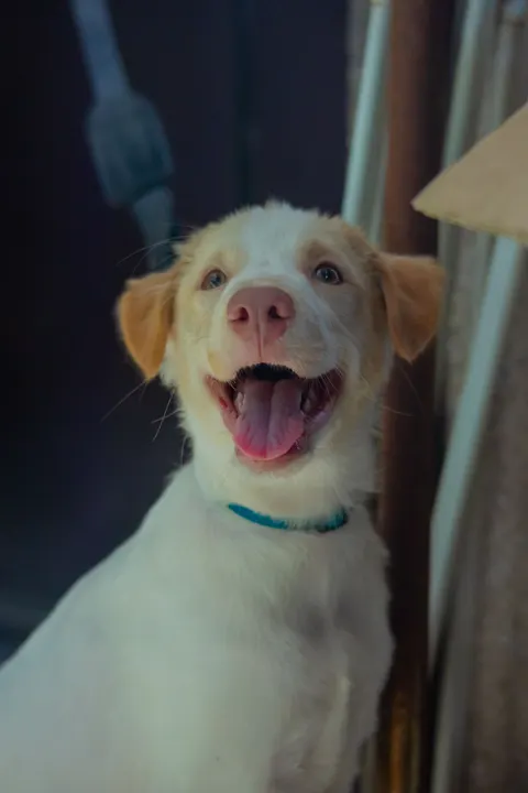 جرو خلفية للجوال · pets · 1440×2160