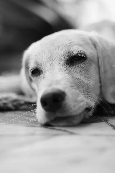 جرو خلفية للجوال · pets · 1440×2159
