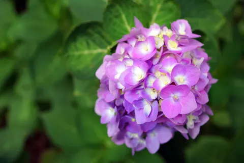 繡球花 4K桌布 · flowers · 3840×2560