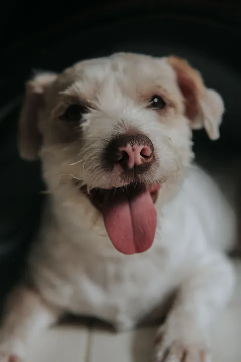 Puppy Phone Wallpaper · pets · 1440×2160