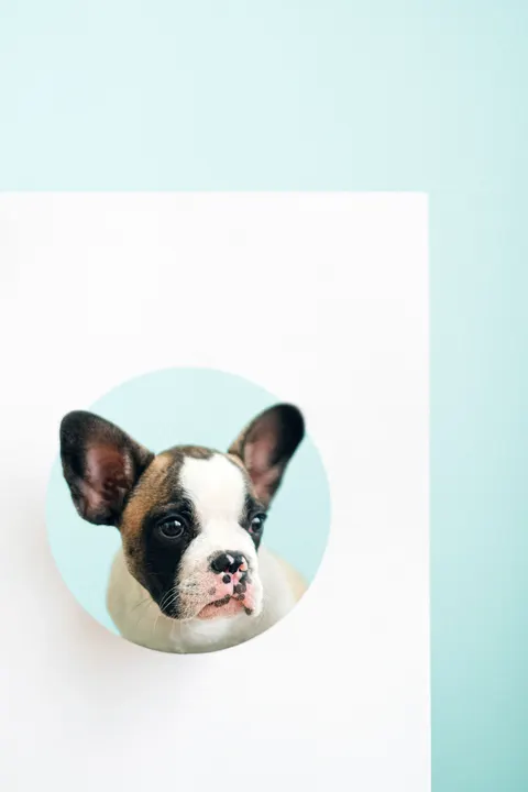 Puppy Phone Wallpaper · pets · 1440×2160