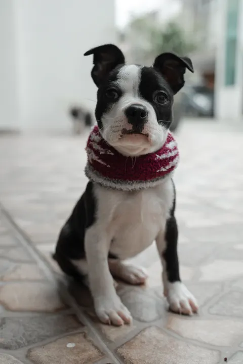 Puppy Phone Wallpaper · pets · 1440×2160