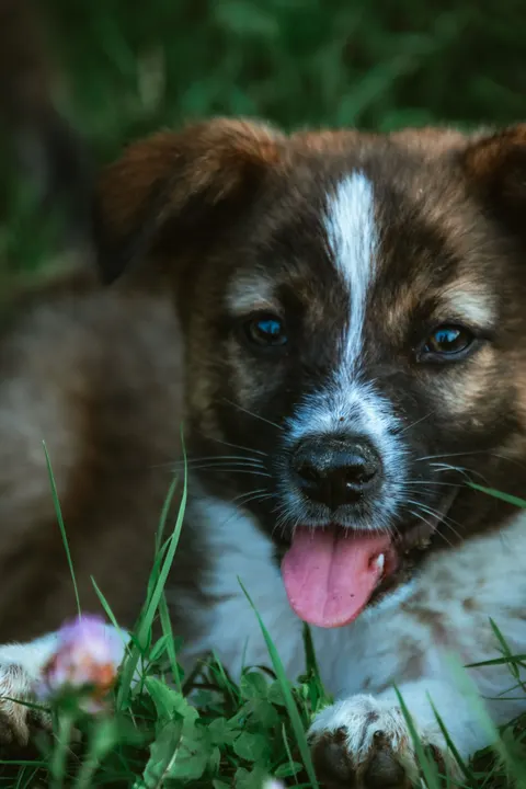 Puppy Phone Wallpaper · pets · 1440×2160