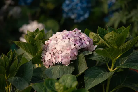 हाइड्रेंजिया 4K वॉलपेपर · flowers · 3840×2563
