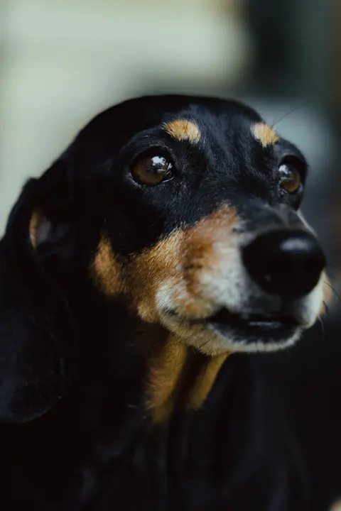 Fondo de Pantalla para Móvil Cachorro · pets · 1440×2160