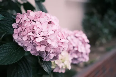 繡球花 4K桌布 · flowers · 3840×2560
