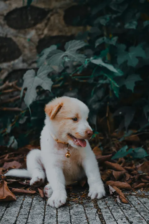 Щенок обои для телефона · pets · 1440×2160