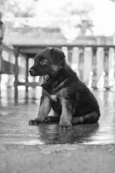子犬 スマホ壁紙 · pets · 1440×2160