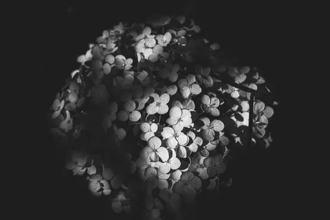 हाइड्रेंजिया 4K वॉलपेपर · flowers · 3840×2560
