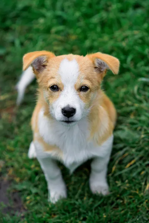 Fond d'écran mobile Chiot · pets · 1440×2160