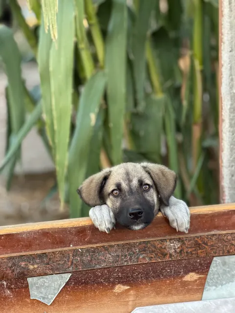 Puppy Phone Wallpaper · pets · 1440×1920