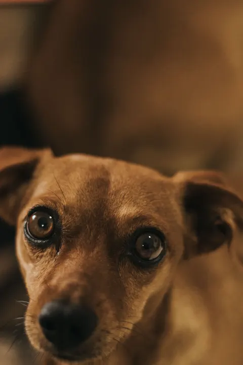 Puppy Phone Wallpaper · pets · 1440×2160
