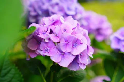 Sfondo Ortensia 4K · flowers · 3840×2560