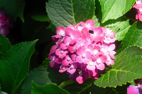 수국 4K 배경화면 · flowers · 3840×2553