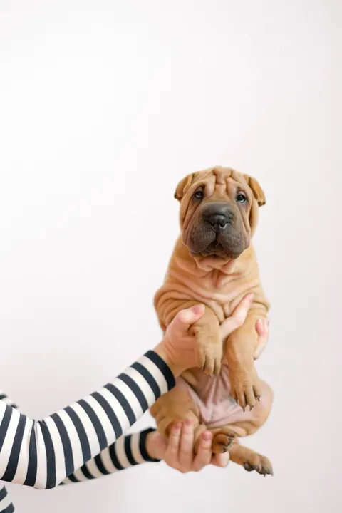 Puppy Phone Wallpaper · pets · 1440×2160