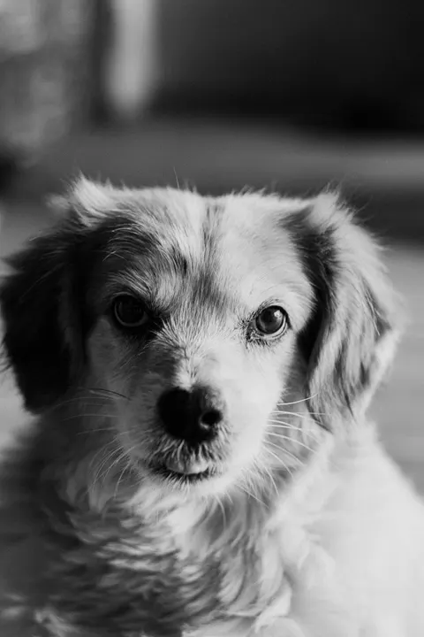 पिल्ला मोबाइल वॉलपेपर · pets · 1440×2160