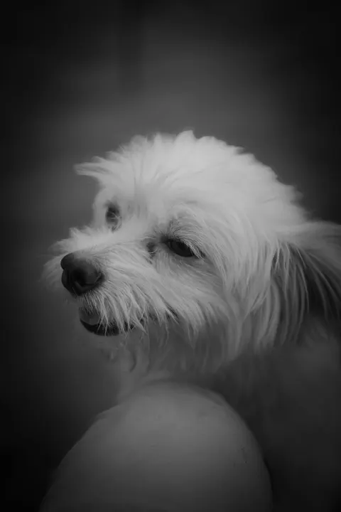 Puppy Phone Wallpaper · pets · 1440×2160