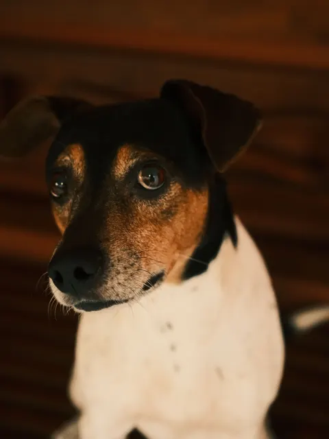 Puppy Phone Wallpaper · pets · 1440×1919