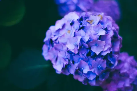 والپیپر گل ادریسی با کیفیت 4K · flowers · 3840×2560