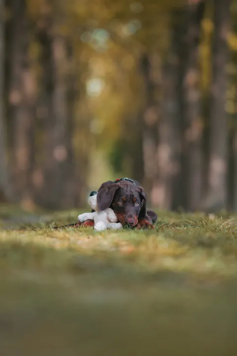 Puppy Phone Wallpaper · pets · 1440×2161