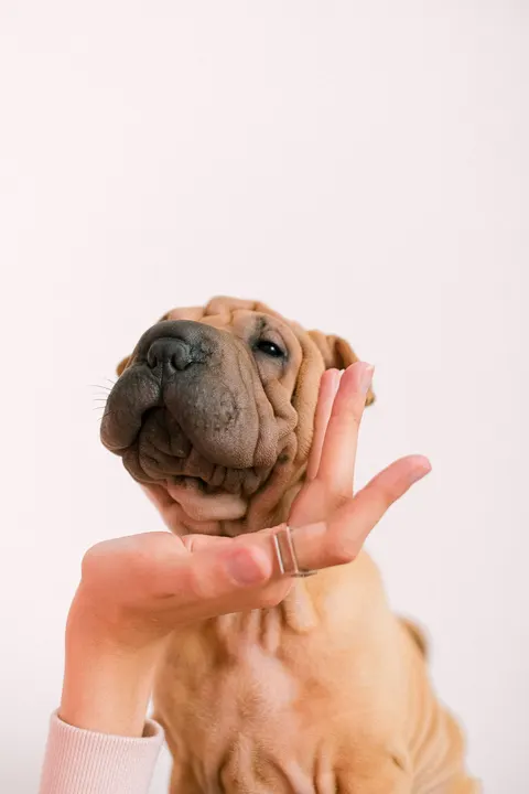 Puppy Phone Wallpaper · pets · 1440×2160