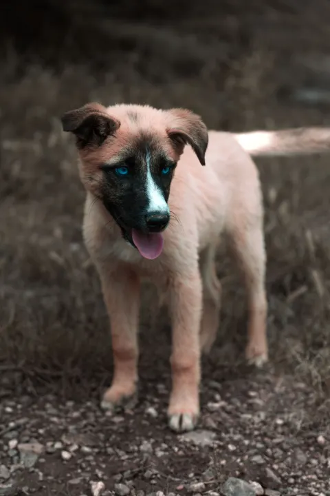 Puppy Phone Wallpaper · pets · 1440×2160