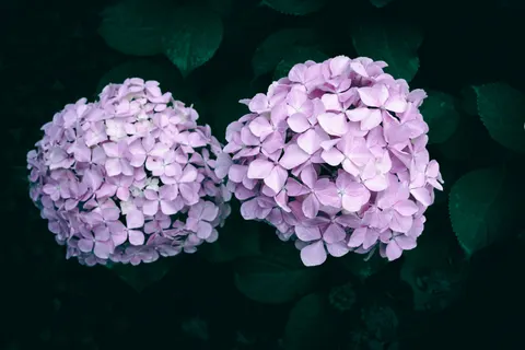 アジサイ 4K壁紙 · flowers · 3840×2560