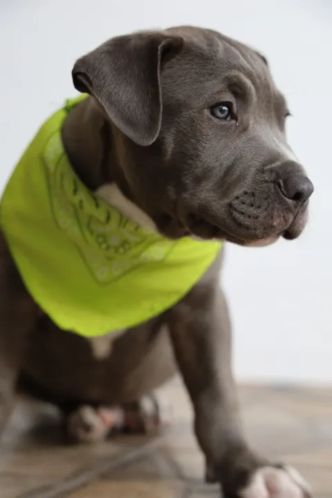 पिल्ला मोबाइल वॉलपेपर · pets · 1440×2160