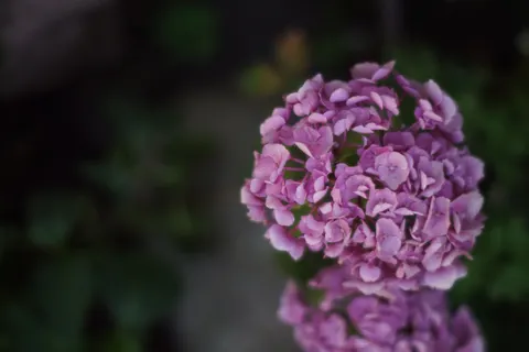 Sfondo Ortensia 4K · flowers · 3840×2560