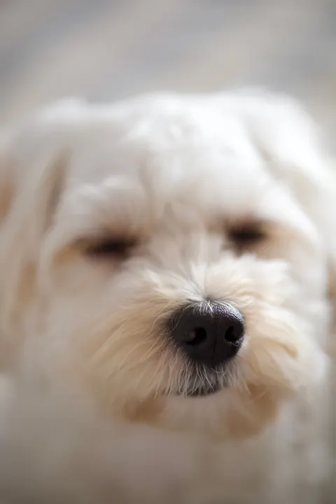 Puppy Phone Wallpaper · pets · 1440×2160