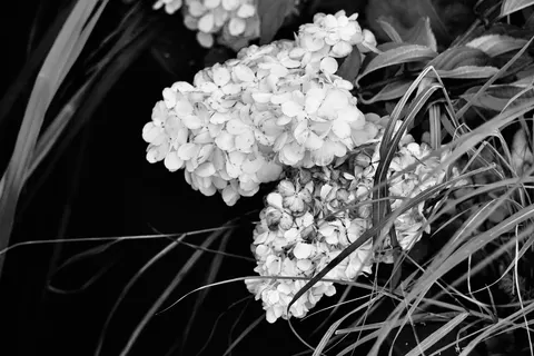हाइड्रेंजिया 4K वॉलपेपर · flowers · 3840×2560
