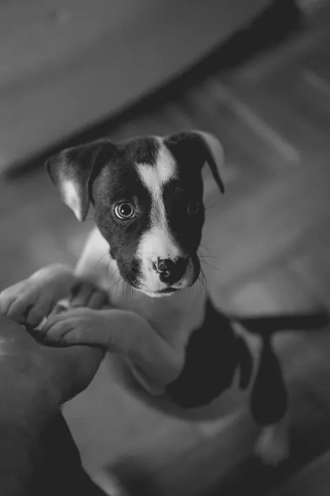 पिल्ला मोबाइल वॉलपेपर · pets · 1440×2160