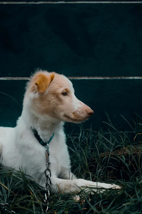 Puppy Phone Wallpaper · pets · 1440×2160