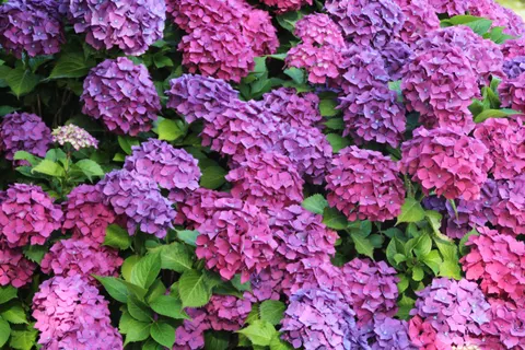 हाइड्रेंजिया 4K वॉलपेपर · flowers · 3840×2560