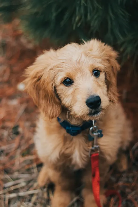 Puppy Phone Wallpaper · pets · 1440×2160