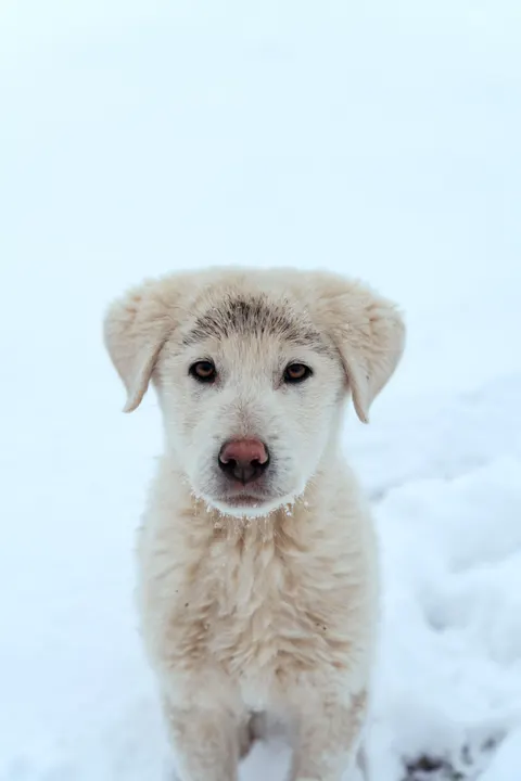 Puppy Telefoon Achtergrond · pets · 1440×2160