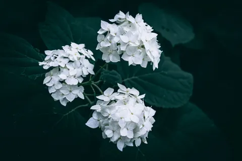 Ortanca 4K Duvar Kağıdı · flowers · 3840×2560
