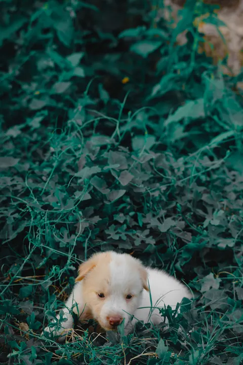 Puppy Phone Wallpaper · pets · 1440×2160