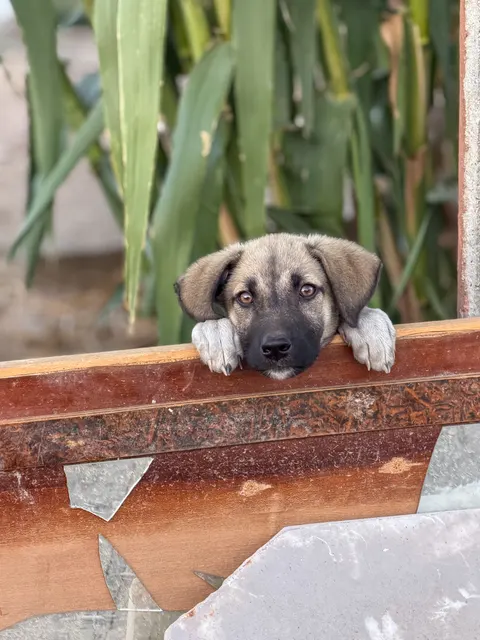 Puppy Phone Wallpaper · pets · 1440×1920